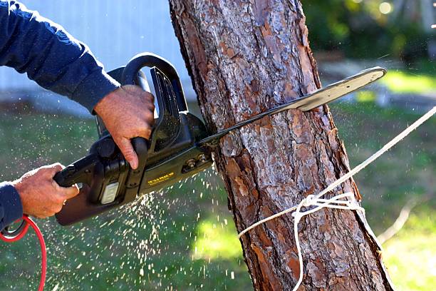 How Our Tree Care Process Works  in  Narragansett Pier, RI